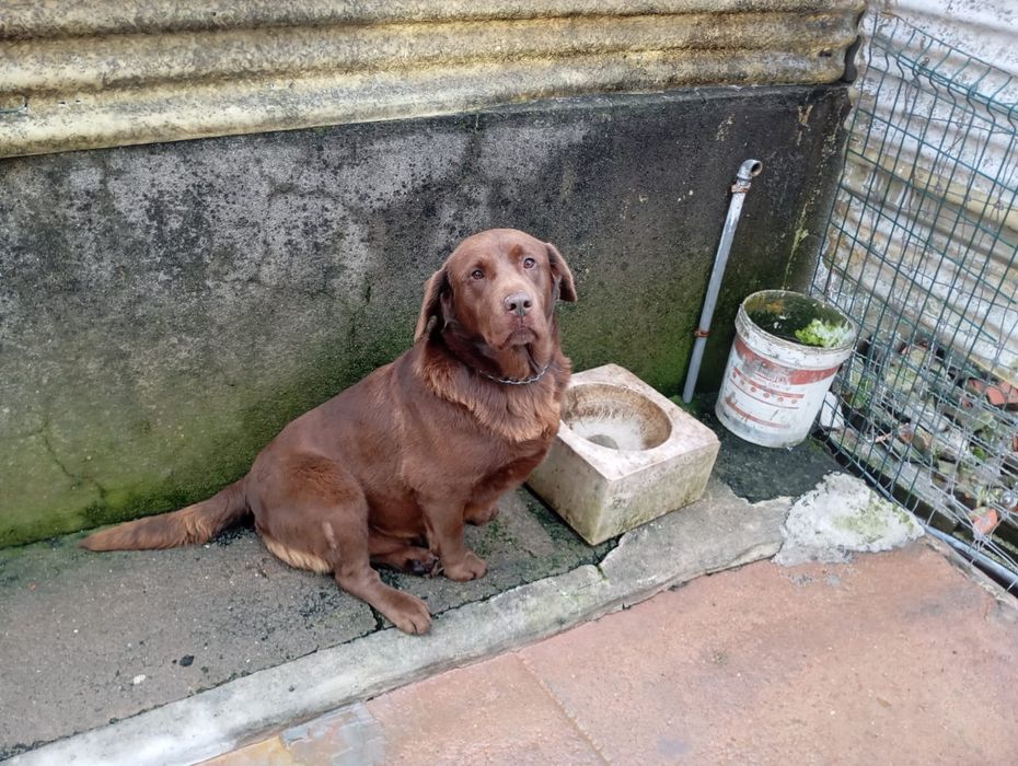 2 labrador as chocolate fêmeas.