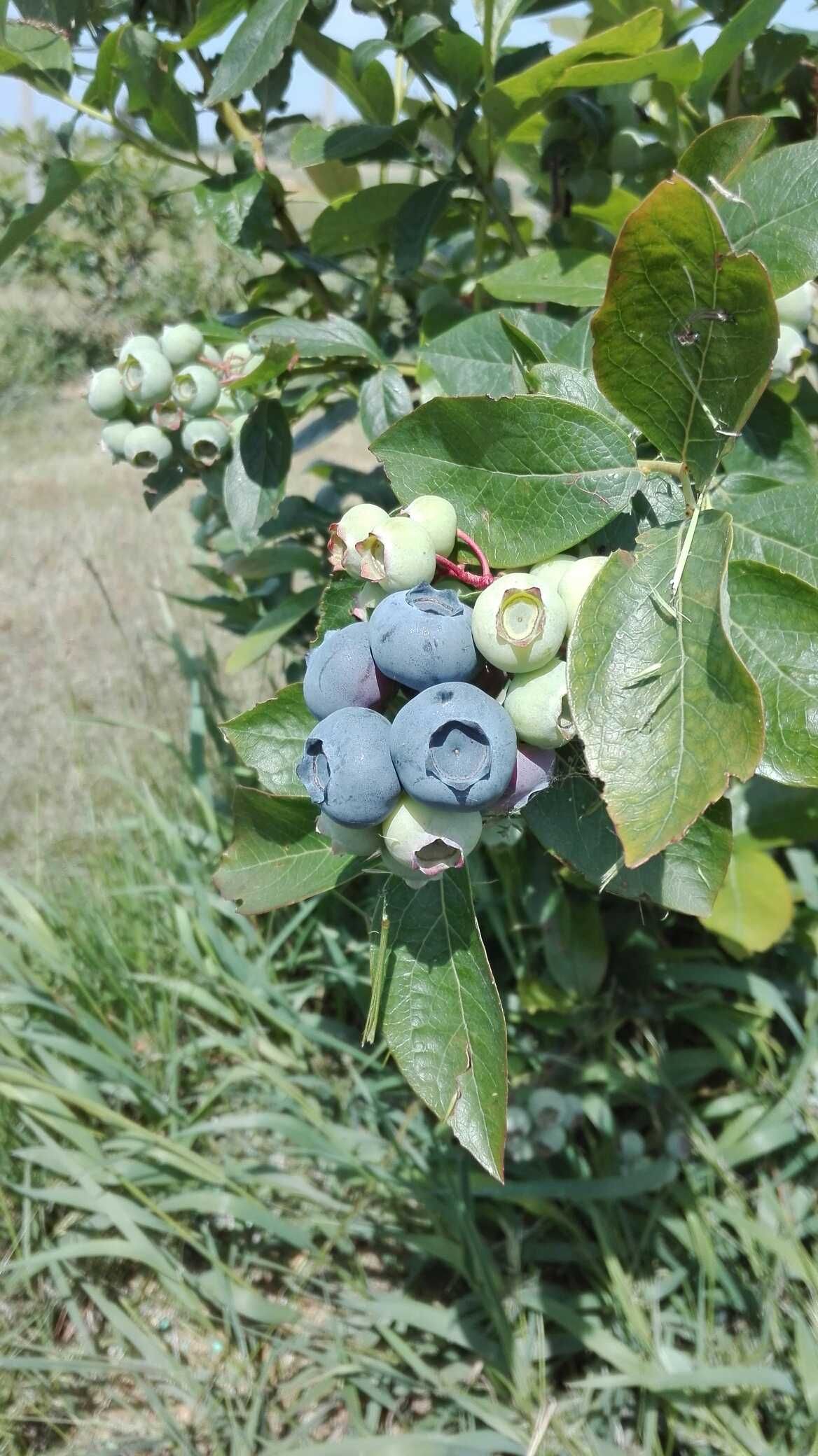 Borówka amerykańska owoce - Tarło Kolonia - Samozbiory 10zł/kg