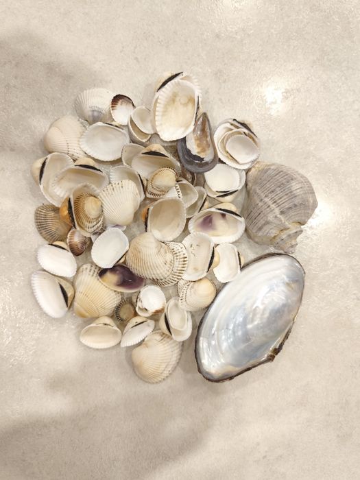 Мушлі ракушки для поробок, рукоділля