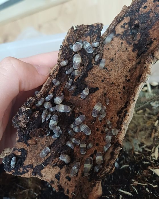 Isopody Cubaris "Panda King"