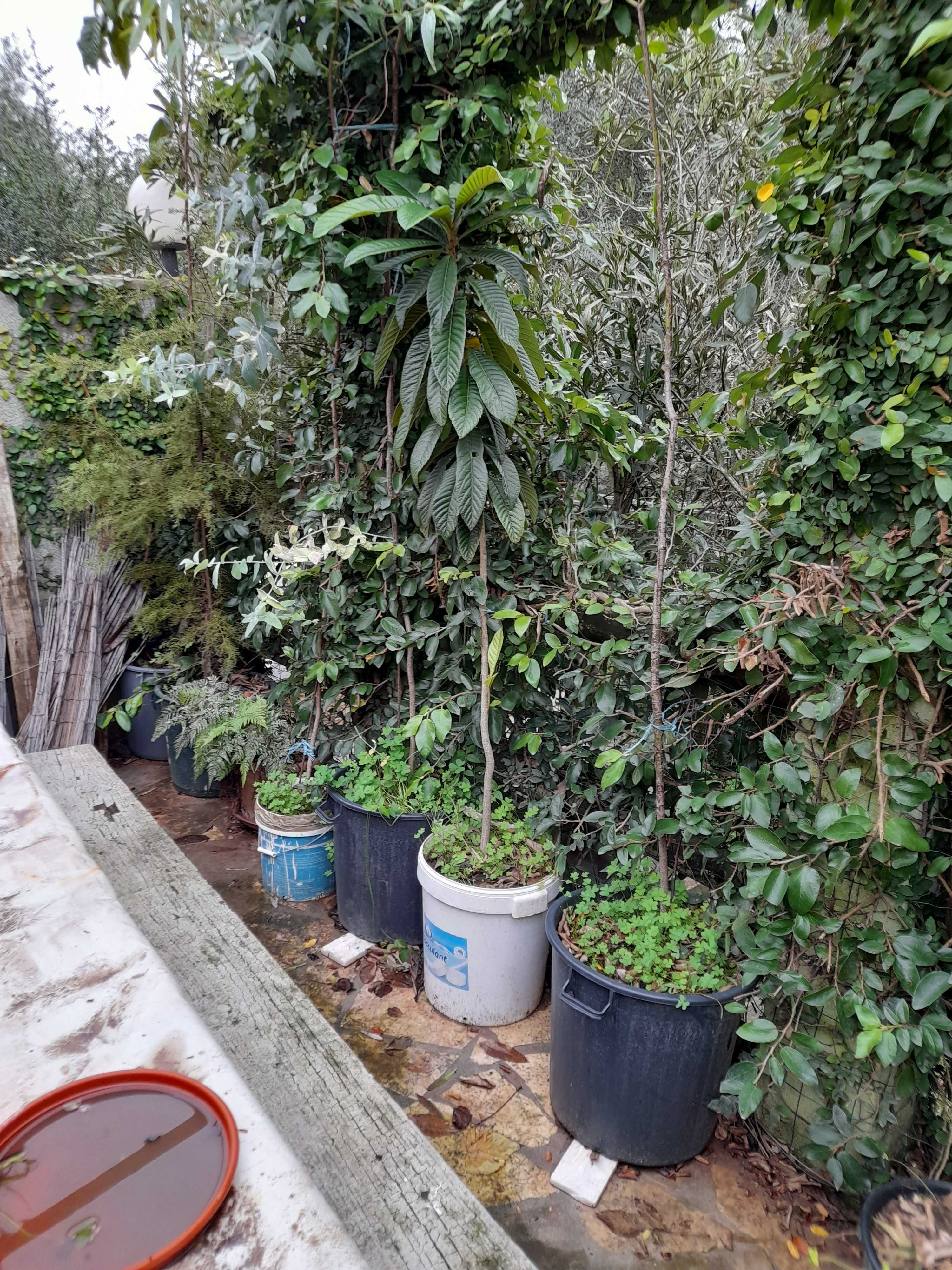 Nespereiras com 1,70/180 metros de altura