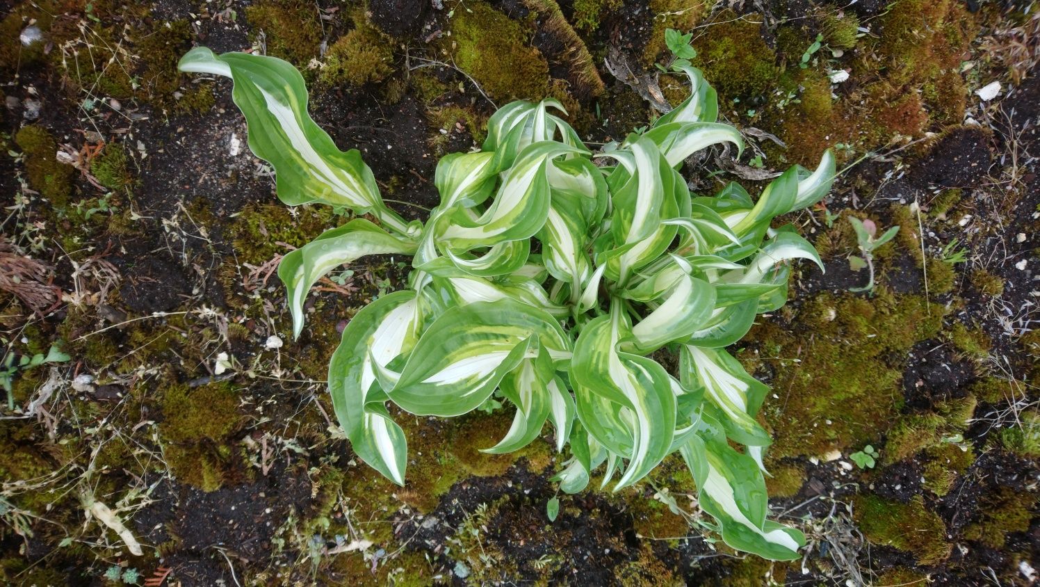 10 szt ssdzonek Funkia - hosta  " ogień i lód".