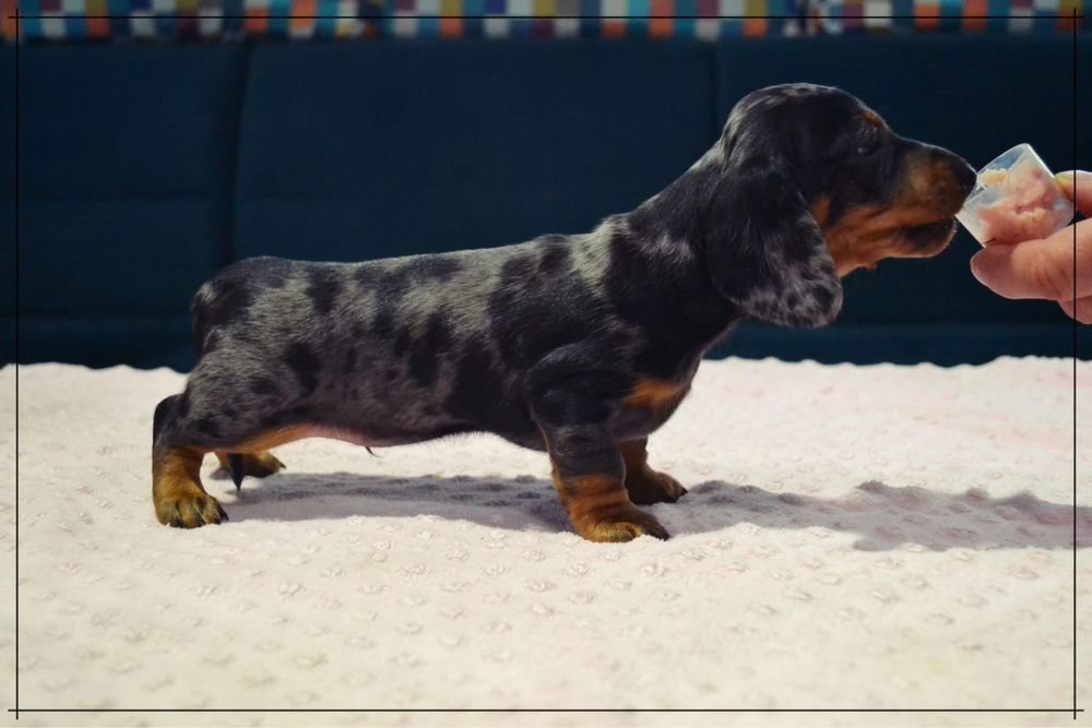 Jamnik Miniaturowy Krótkowlosy