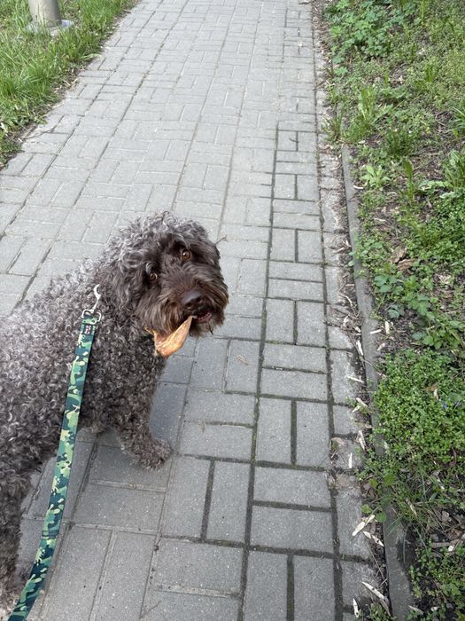 Petsitter, opiekun psów Trójmiasto