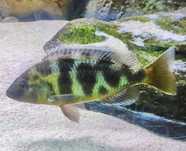 Nimbochromis  Venustus fêmea