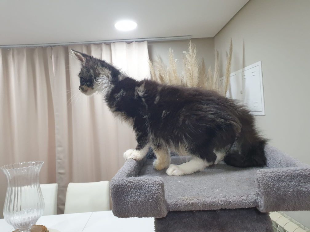 Macho Maine Coon com Lop