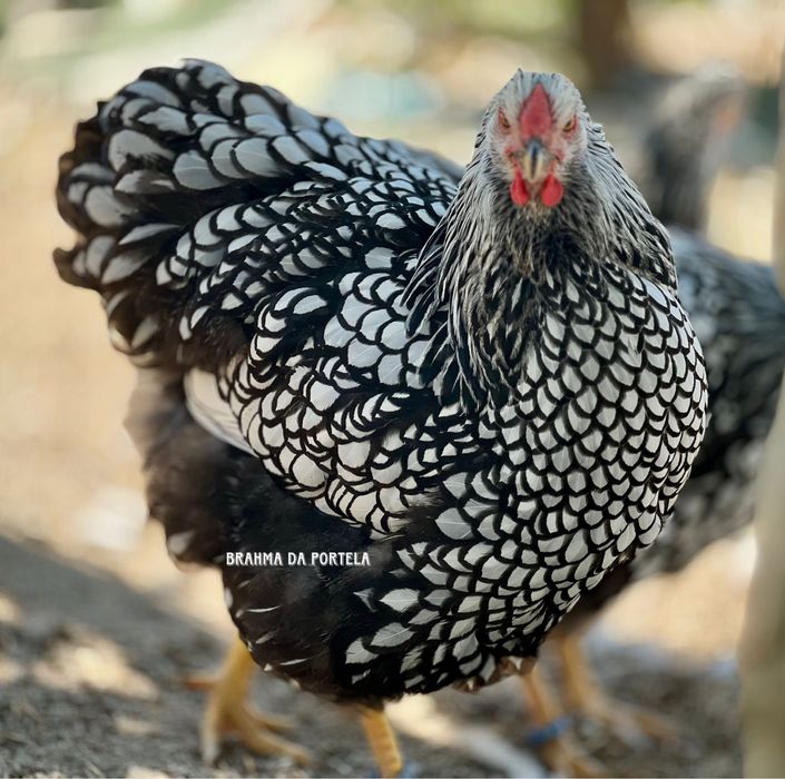 WYANDOTTE PRATA / SILVER AZUL LACEADO - EXCELENTE GENÉTICA