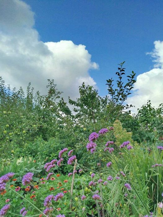 Насіння набір 6-уп. вербени бонарської"Verbena bonariensis"Сад