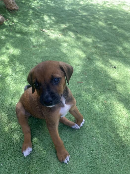 Cachorra femea, doaçao responsavel