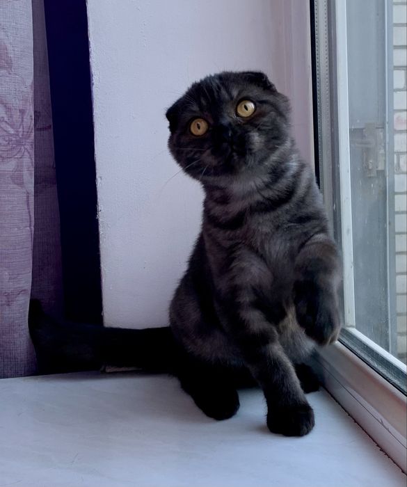 Шотландский вислоухий котик