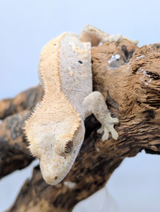 Gekon orzęsiony samiczka