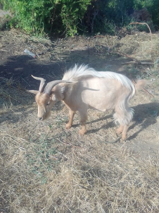 Продам козла..срочно..