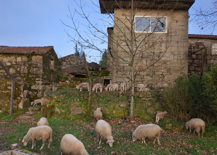 Ovelhas Bordaleiras do Minho