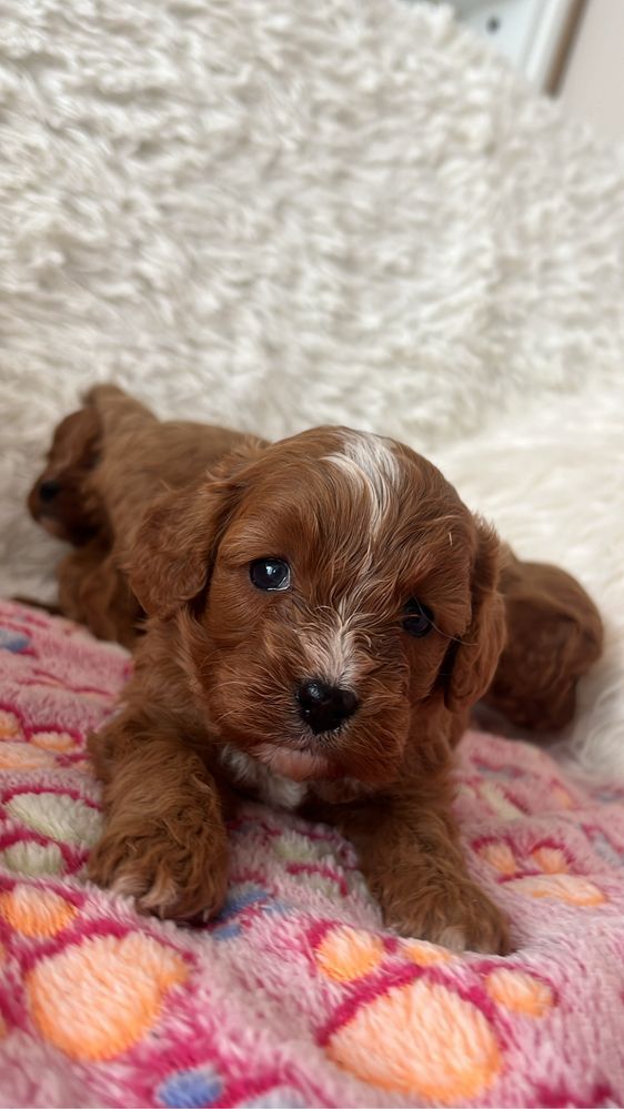 Cavapoo (cavalier + pudel) piesek