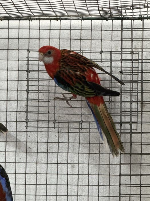 Roselas Eximius 2025