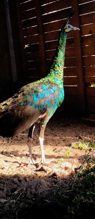 Paw pawica samica !!!