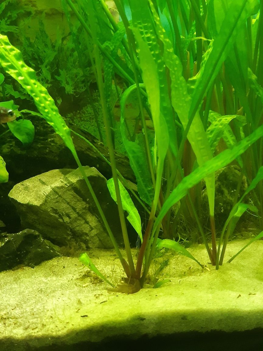 Cryptocoryne-roślina akwariowa