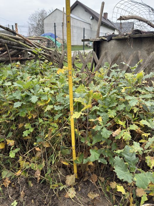 Sadzonki, rossada dębu