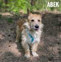 1,5 roczny Abek. 10 kg do adopcji