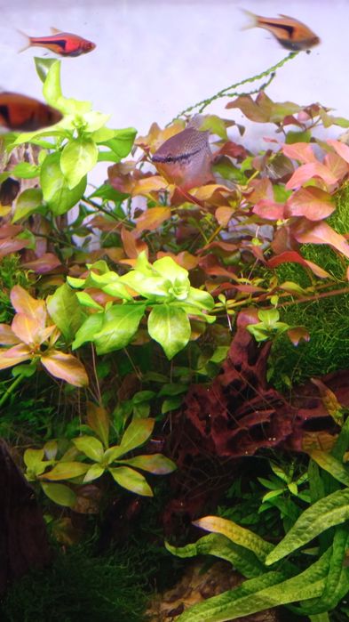 Ludwigia  repens