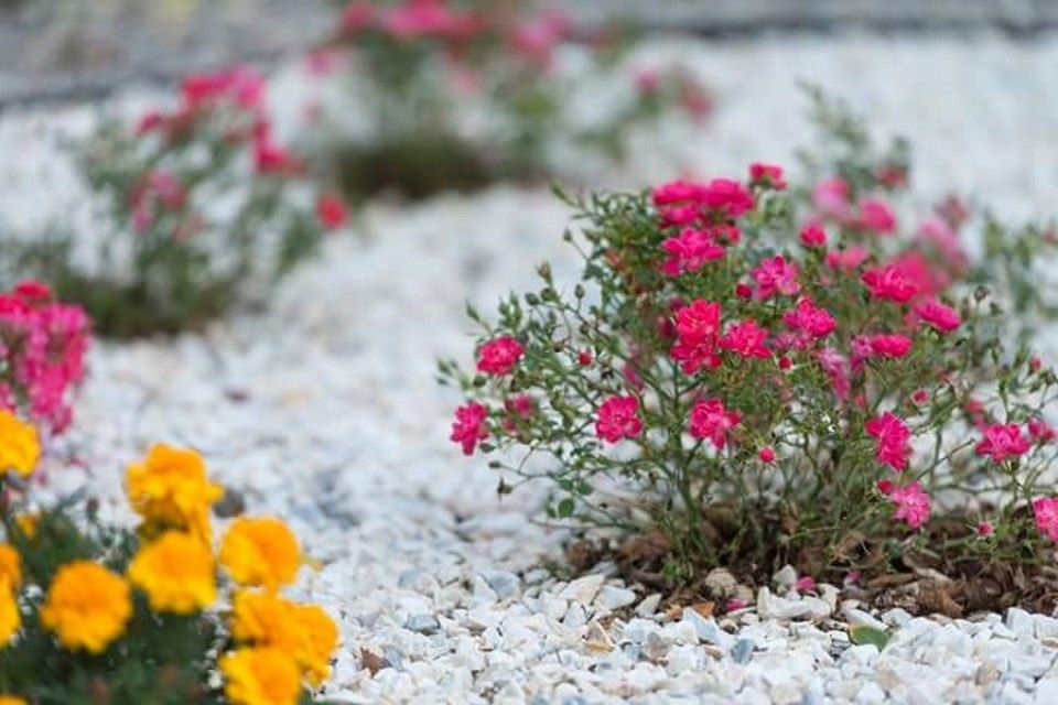 Grys biały, niebieski, Biała Marianna kamień naturalny +głaz z dostawą