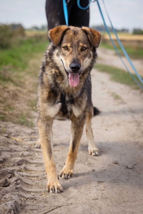 Spokojny łagodny Drago szuka domku