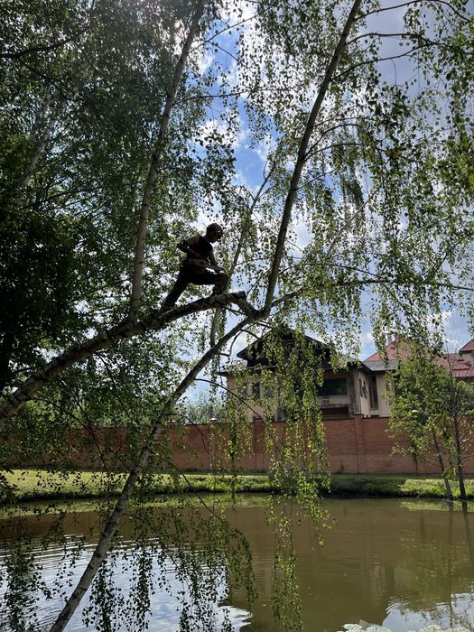 ТЕЛЕФОНУЙТЕ! Зрізання дерев, Кронування, Спил, Валка, Обрізка дерев
