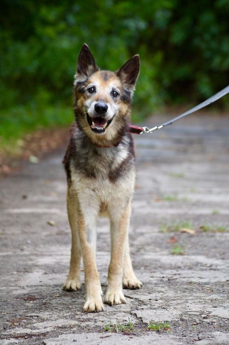 Bruno- łagodny i poczciwy staruszek do adopcji