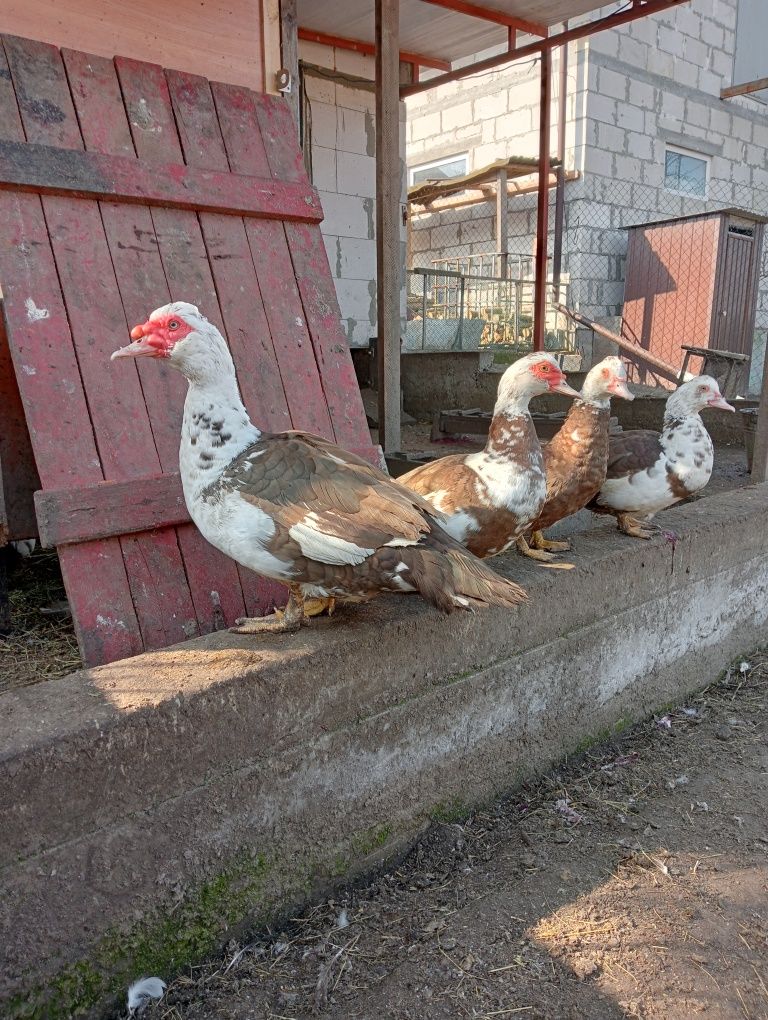 Продам качок Шупунів.