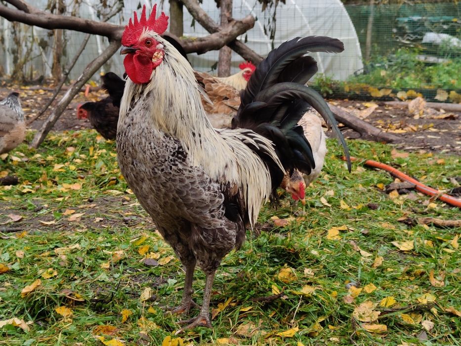 Jajka lęgowe, kury w typie zagrodowym, zagrodówki