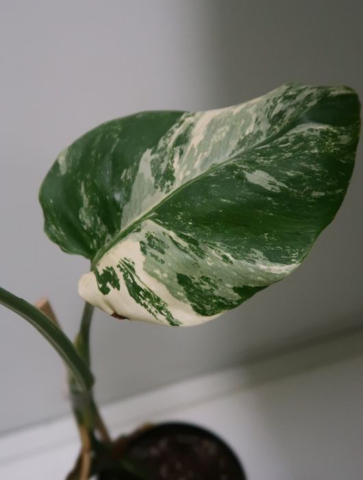 Монстера альба продажа Днепр