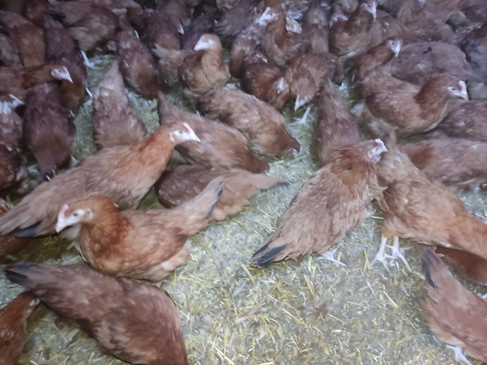 KURY NIOSKI Rosa Leghorn Dominant