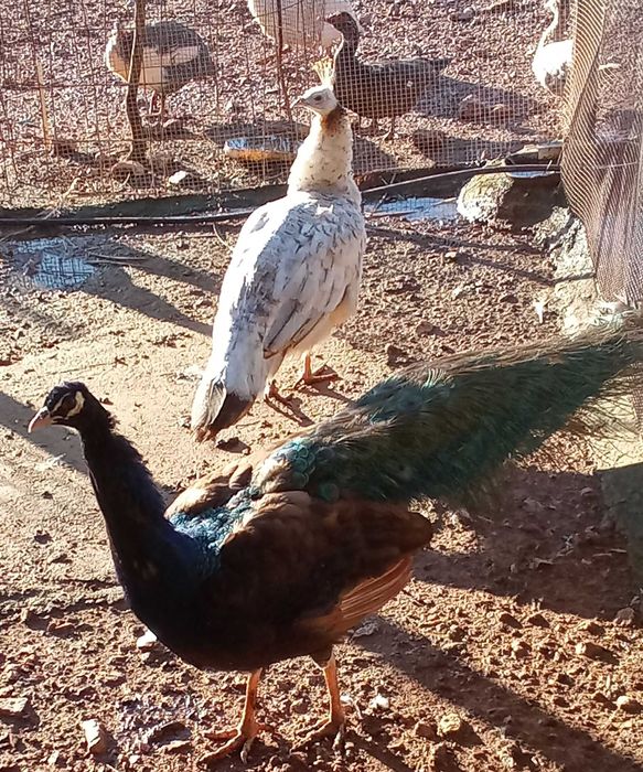 vendo ou troco macho asa negra purpura com 3 anos