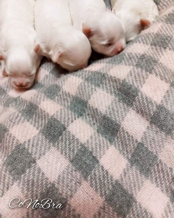 Maltańczyk maltańczyki szczeniaki