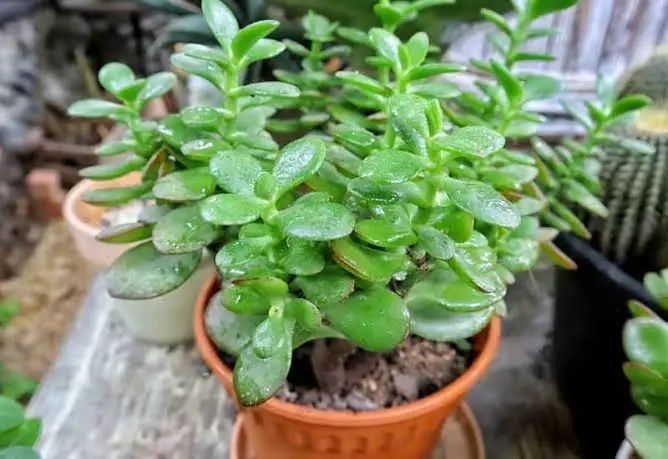 Vendo Aloe Vera, Espada São Jorge, Suculentas