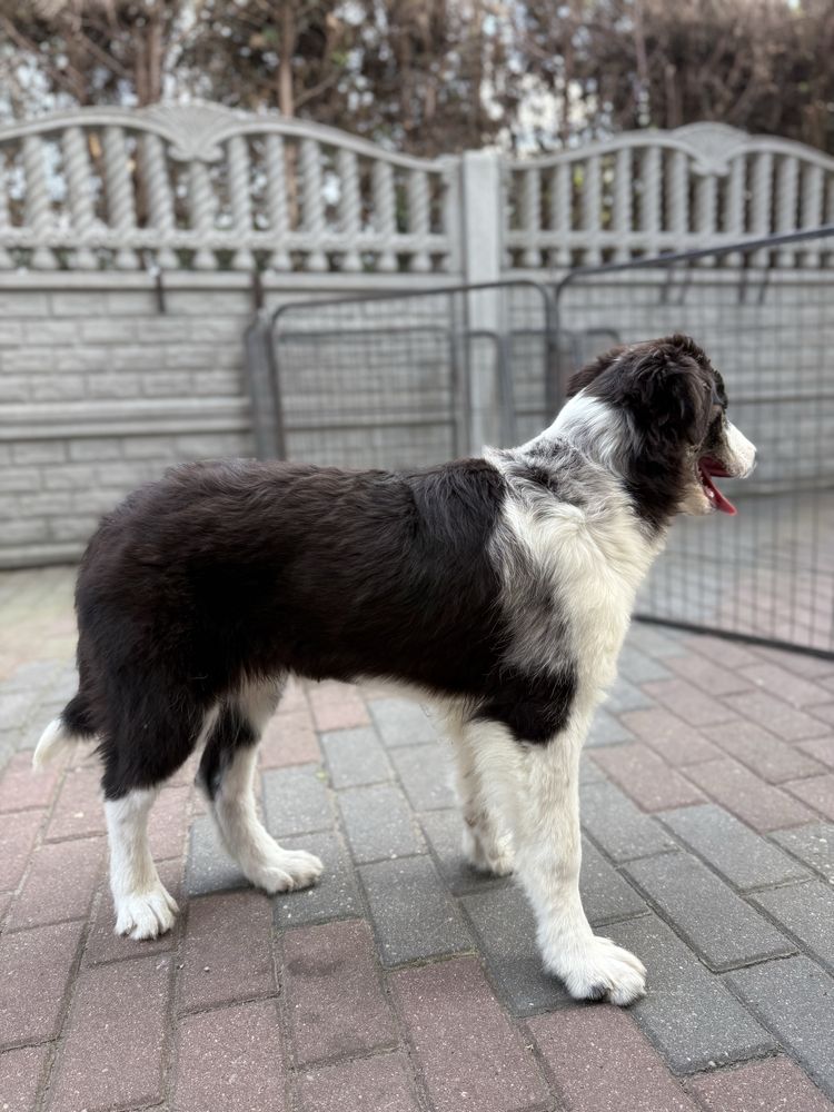 Border Collie suczka gotowy do odbioru