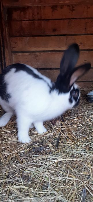 Króliki samce i samiczk na sprzedaż i