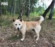 Do domu z ogrodem Ping, 5 letni, adopcja za darmo oddam