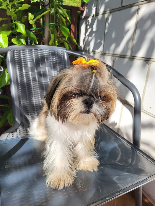 Shih tzu uroczy piesek