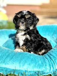 Shih tzu poesek z rodowodem