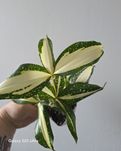 Dracena surculosa milky way