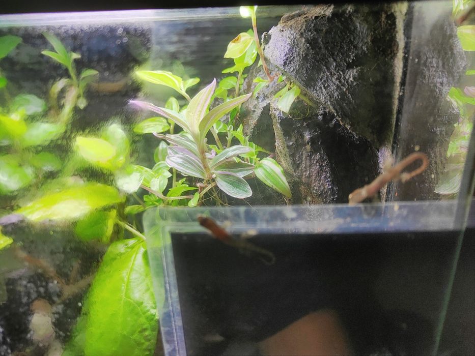 Terrarium z gekonem orzęsionym i gekonami płaczącymi + wyposażenie