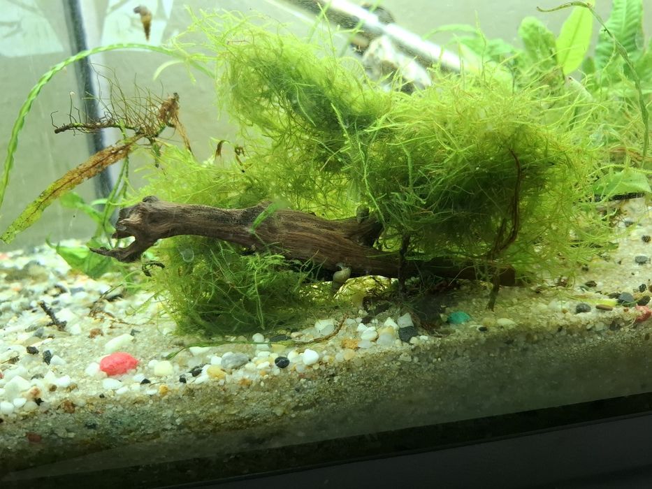 Sprzedam Korzeń z mchem