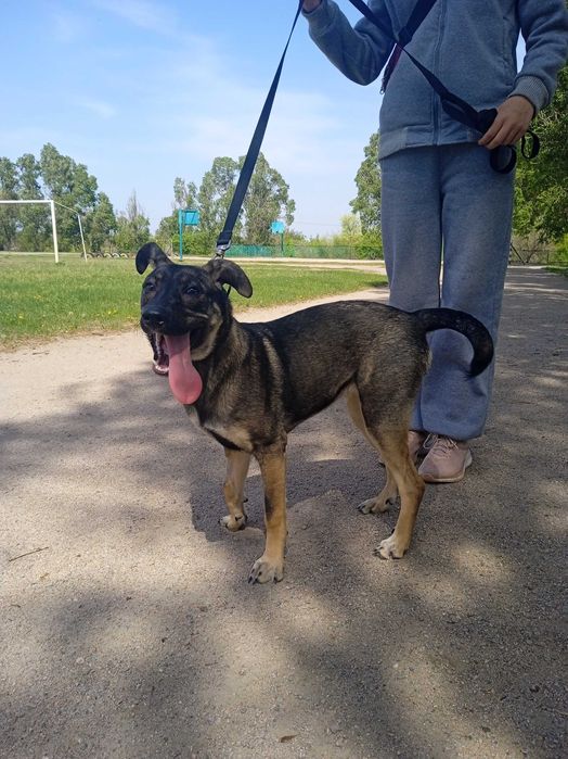 Срочно собаку в добрые руки