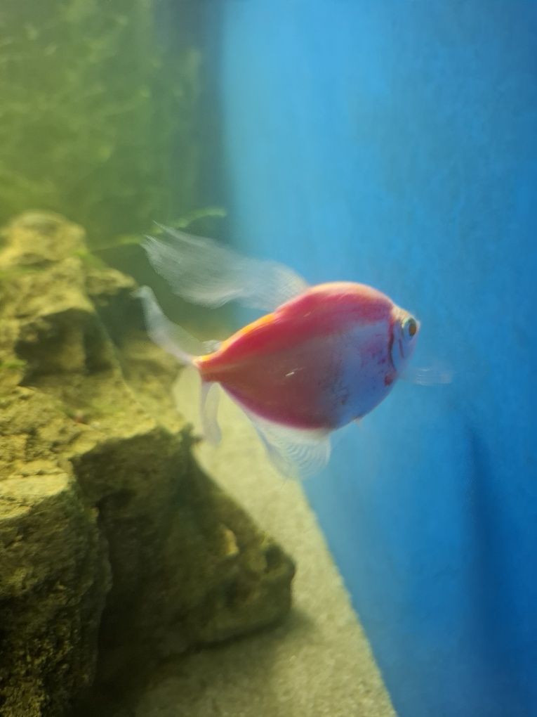 Rybka Tetra różowa