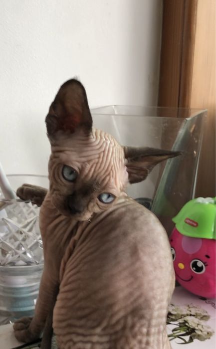 Канадский сфинкс  кошечки