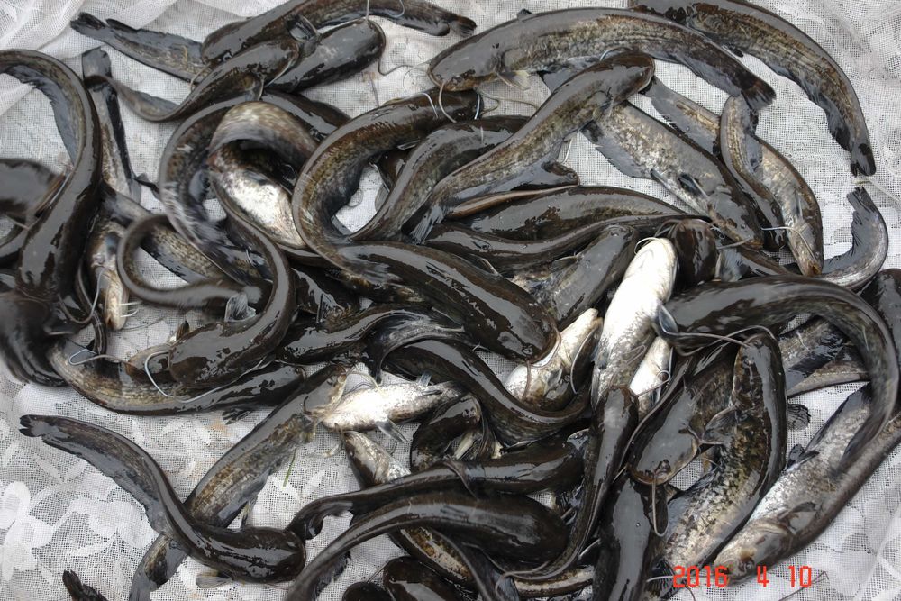 karaś kolorowy tarlaki narybek oczko wodne akwarium