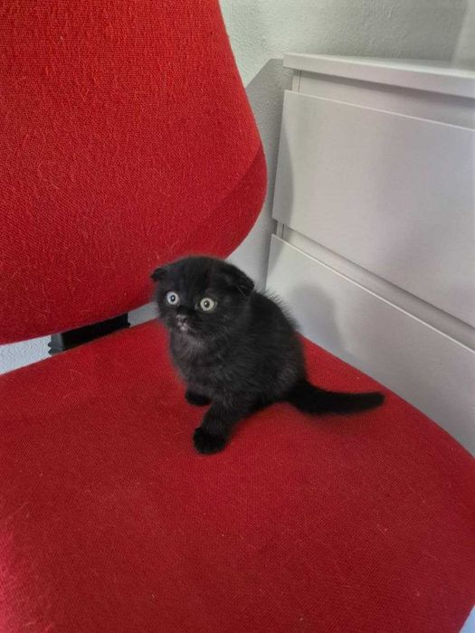 Gatinho Scotish Fold