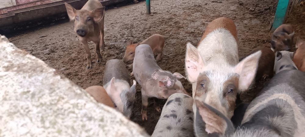 Продам поросят, недорого