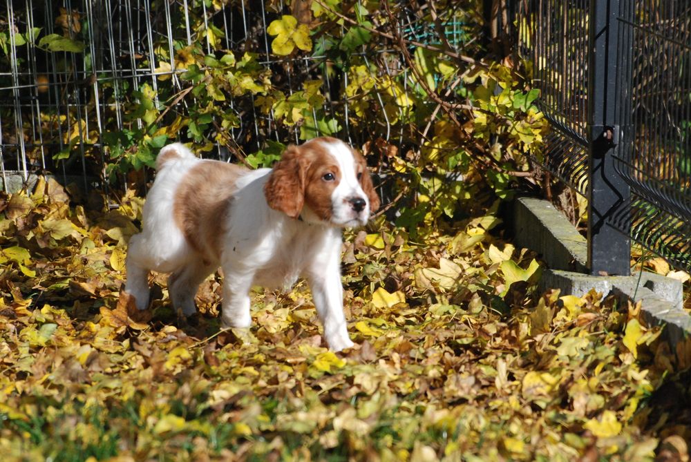 Seter irlandzki czerwono-biały - szczenię samiec gotowy do odbioru
